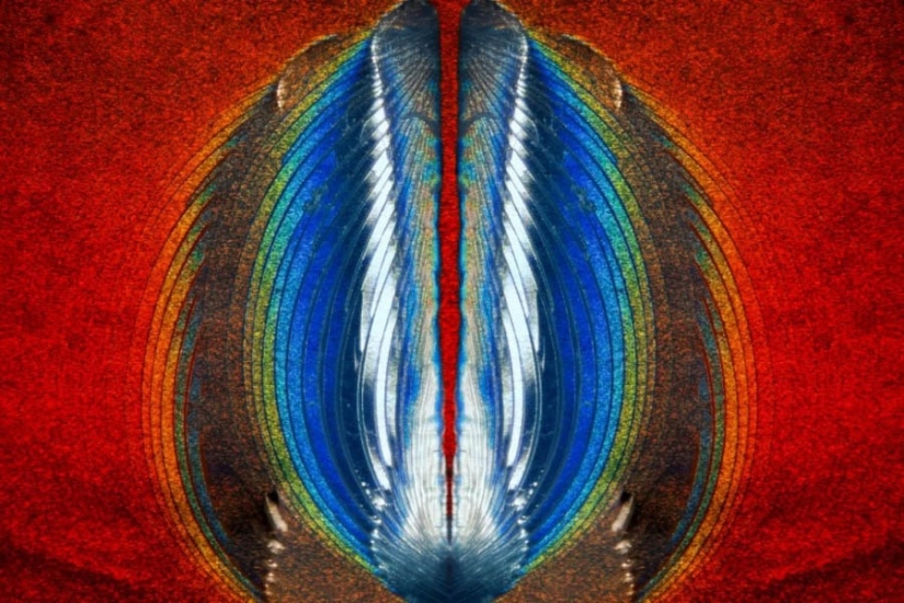 32 micrografías que cambiarán tu idea del mundo