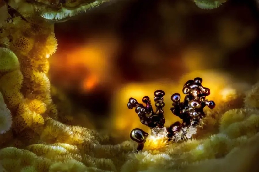 32 micrographs that will change your idea of the world