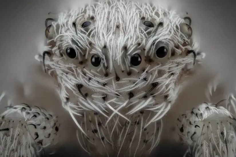 32 micrographs that will change your idea of the world