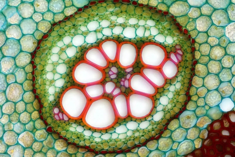 32 micrographs that will change your idea of the world