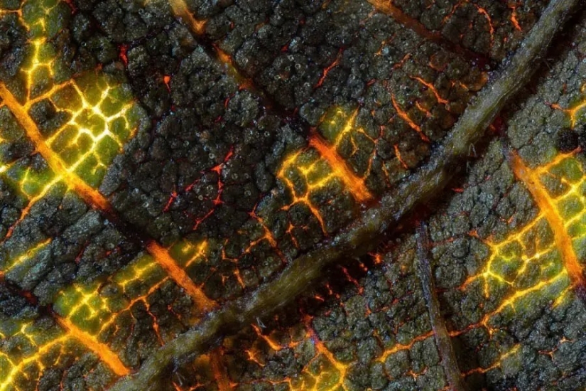 32 micrographs that will change your idea of the world