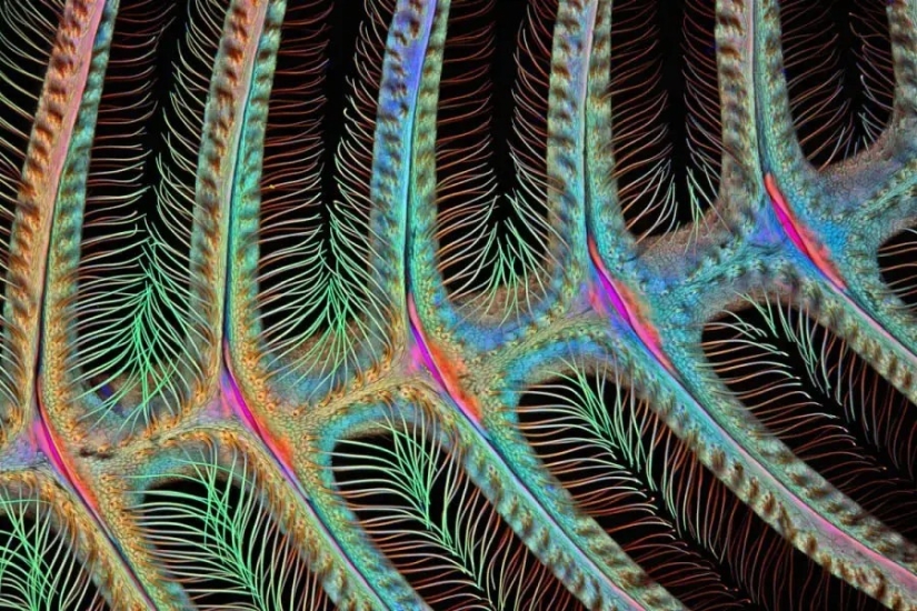 32 micrographs that will change your idea of the world