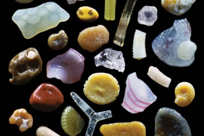 32 micrographs that will change your idea of the world