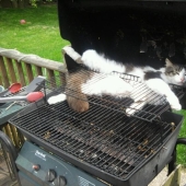 33 cat who fell asleep in the most amazing and unusual poses