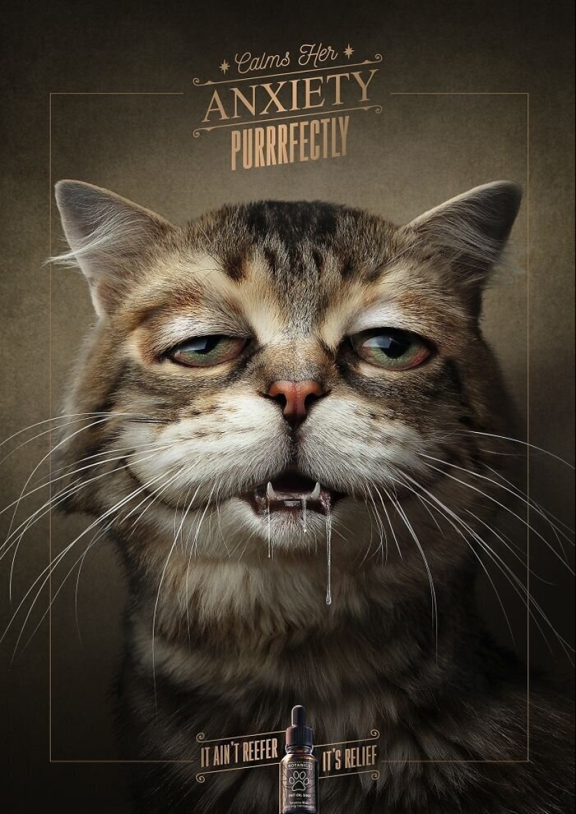 33 ejemplos de los anuncios de gatos más creativos y divertidos