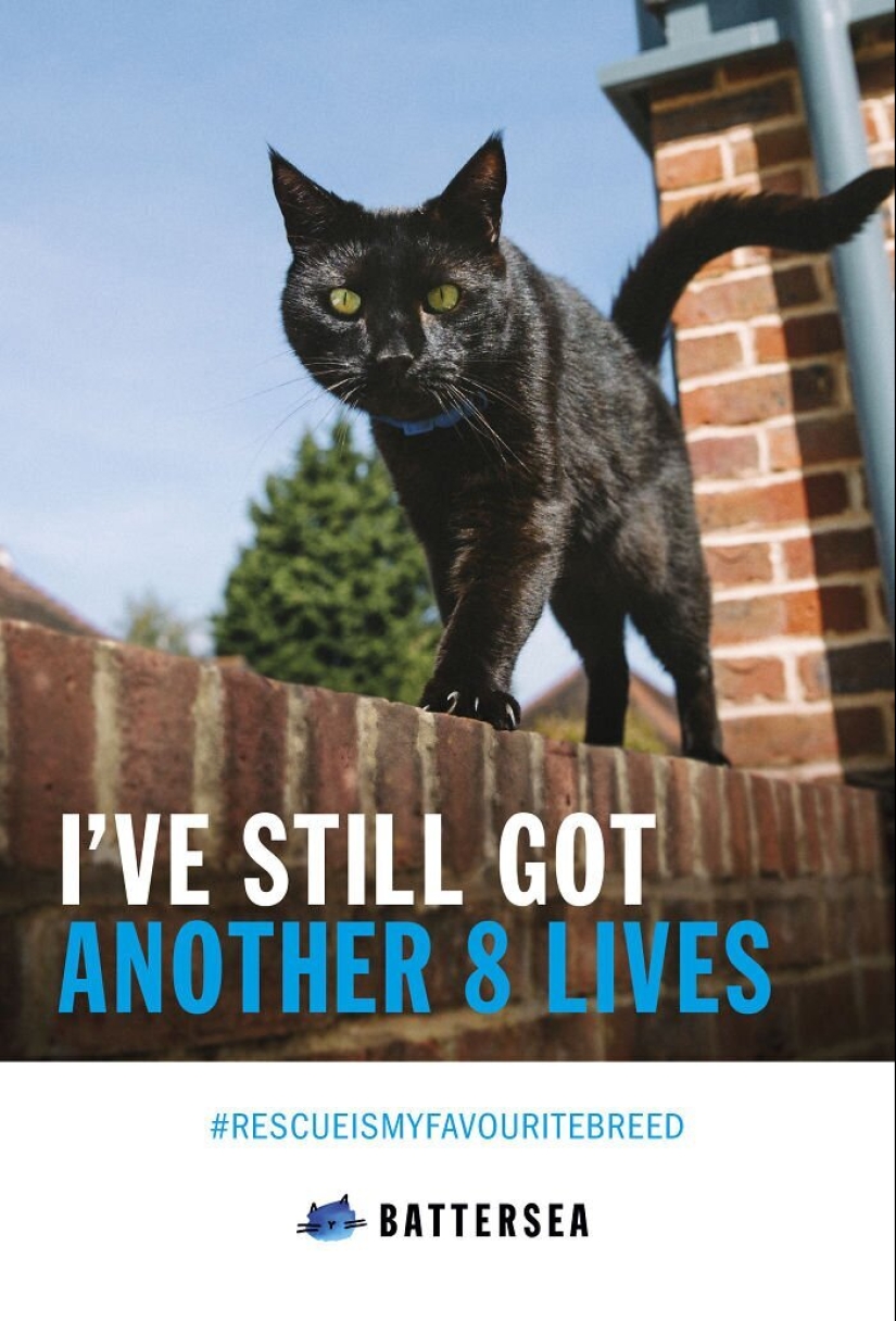 33 ejemplos de los anuncios de gatos más creativos y divertidos