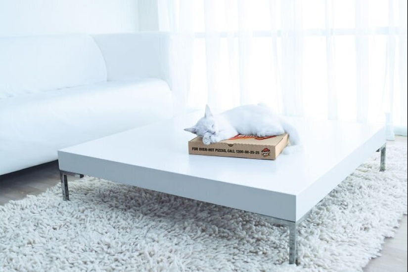 33 ejemplos de los anuncios de gatos más creativos y divertidos