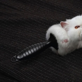 33 ejemplos de los anuncios de gatos más creativos y divertidos