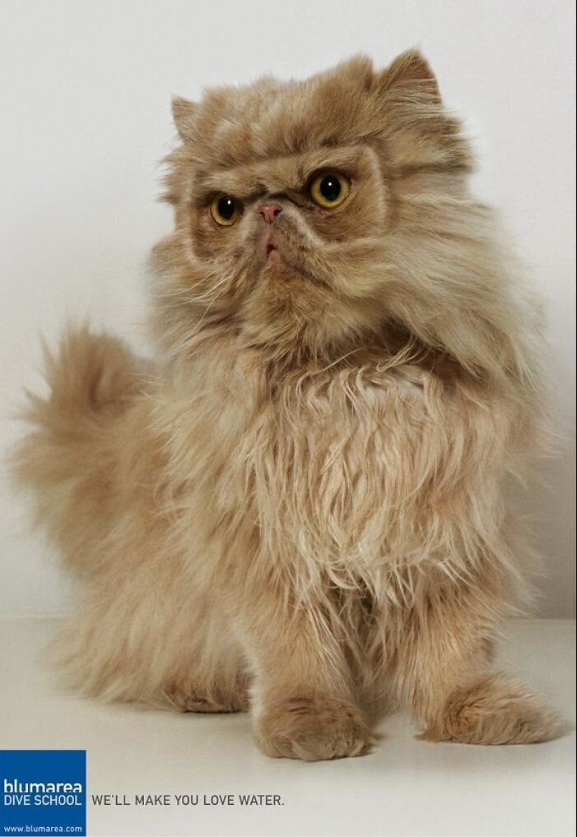 33 ejemplos de los anuncios de gatos más creativos y divertidos