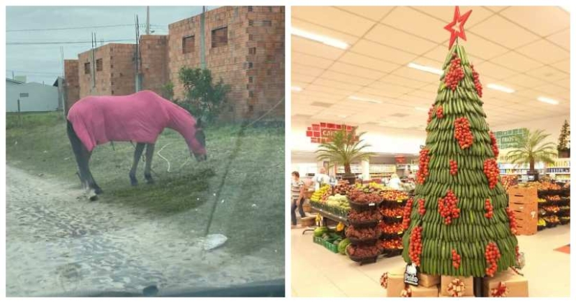 33 fotos de Brasil, un país maravilloso, donde hay un montón de monos 33 fotos de Brasil, un país maravilloso, donde hay un montón de monos