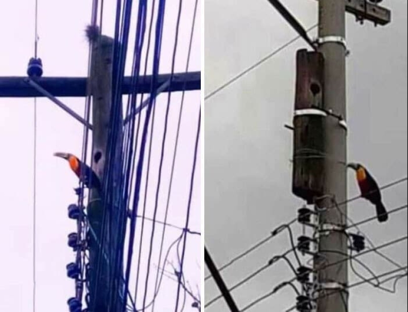 33 fotos de Brasil, un país maravilloso, donde hay un montón de monos 33 fotos de Brasil, un país maravilloso, donde hay un montón de monos