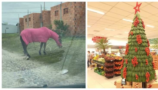 33 fotos de Brasil, un país maravilloso, donde hay un montón de monos