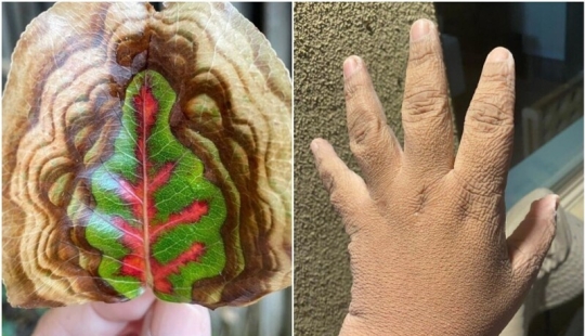 33 interesting and rare finds that people have shared on the web