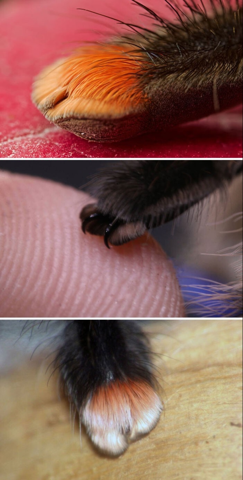 33 rare and amazing things that are worth seeing at least in the photo