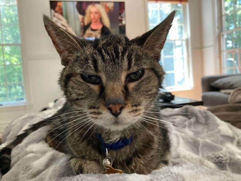 35 animales de refugios que tuvieron mucha suerte de conocer a" su " persona 35 animales de refugios que tuvieron mucha suerte de conocer a" su " persona