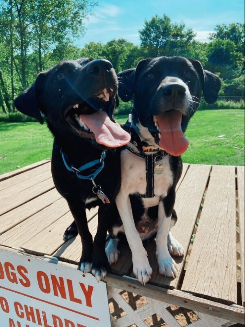 35 animales de refugios que tuvieron mucha suerte de conocer a" su " persona 35 animales de refugios que tuvieron mucha suerte de conocer a" su " persona