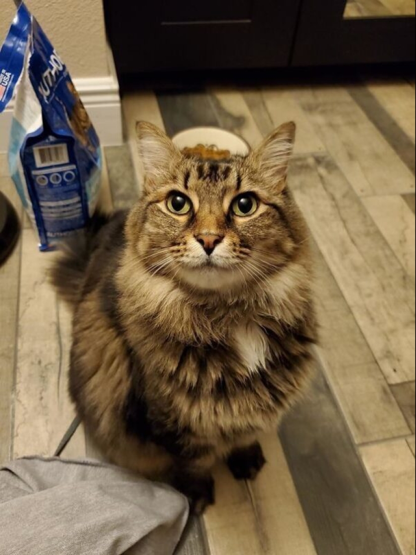 35 animales de refugios que tuvieron mucha suerte de conocer a" su " persona 35 animales de refugios que tuvieron mucha suerte de conocer a" su " persona