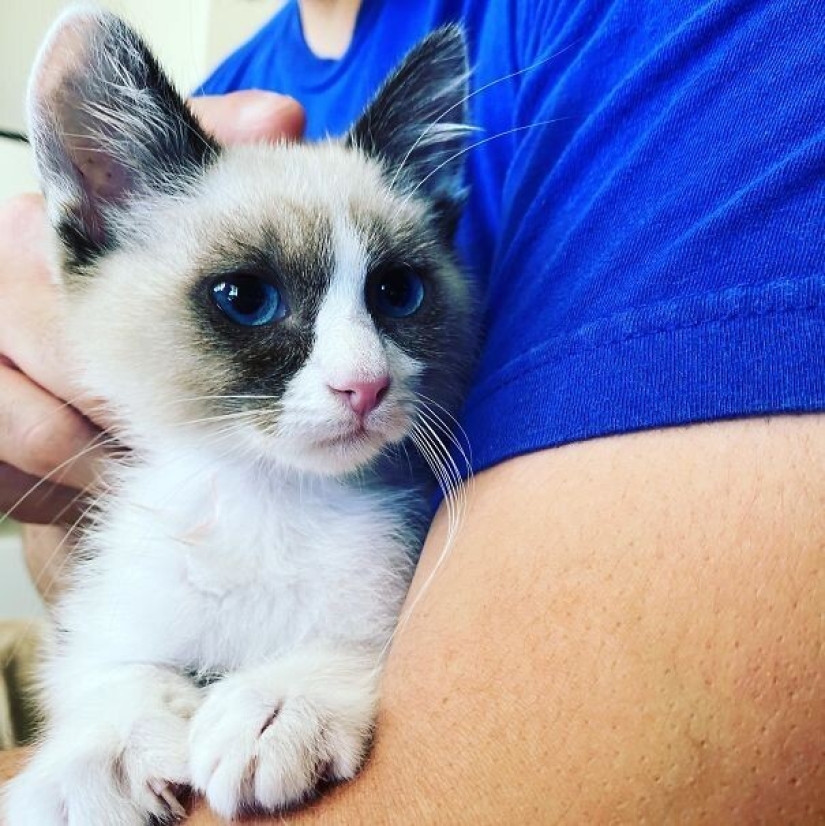 35 animales de refugios que tuvieron mucha suerte de conocer a" su " persona 35 animales de refugios que tuvieron mucha suerte de conocer a" su " persona