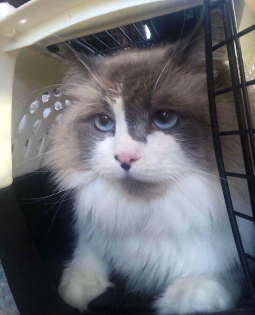 35 animales de refugios que tuvieron mucha suerte de conocer a" su " persona 35 animales de refugios que tuvieron mucha suerte de conocer a" su " persona