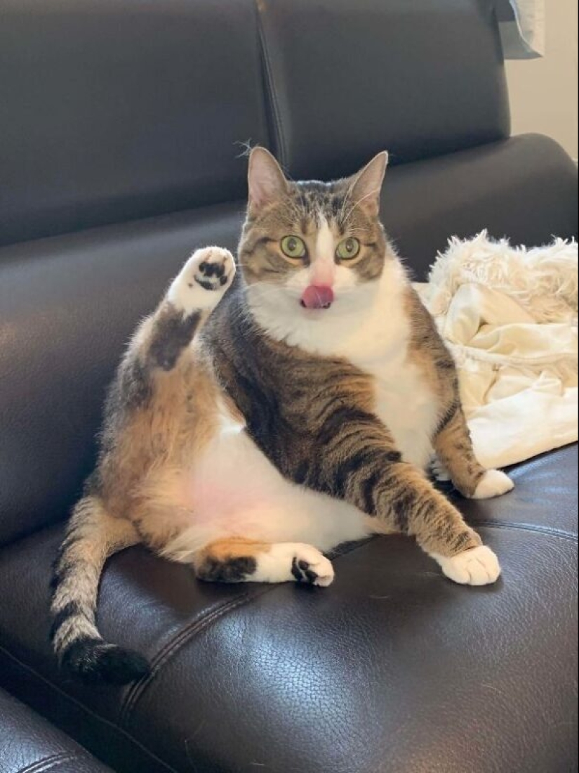 35 animales de refugios que tuvieron mucha suerte de conocer a" su " persona 35 animales de refugios que tuvieron mucha suerte de conocer a" su " persona