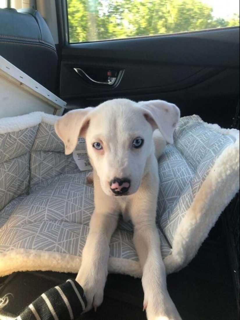 35 animales de refugios que tuvieron mucha suerte de conocer a" su " persona 35 animales de refugios que tuvieron mucha suerte de conocer a" su " persona