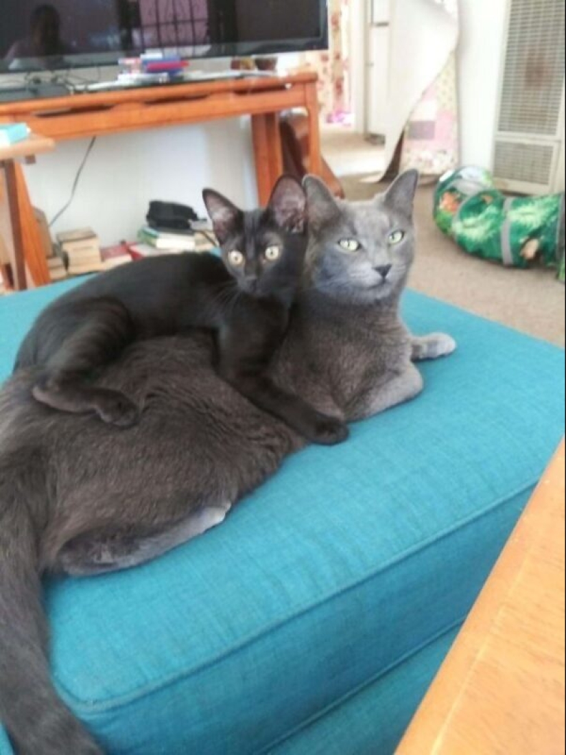 35 animales de refugios que tuvieron mucha suerte de conocer a" su " persona 35 animales de refugios que tuvieron mucha suerte de conocer a" su " persona