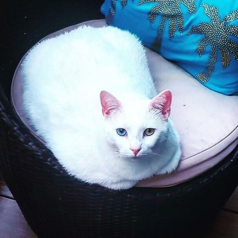 35 animales de refugios que tuvieron mucha suerte de conocer a" su " persona 35 animales de refugios que tuvieron mucha suerte de conocer a" su " persona