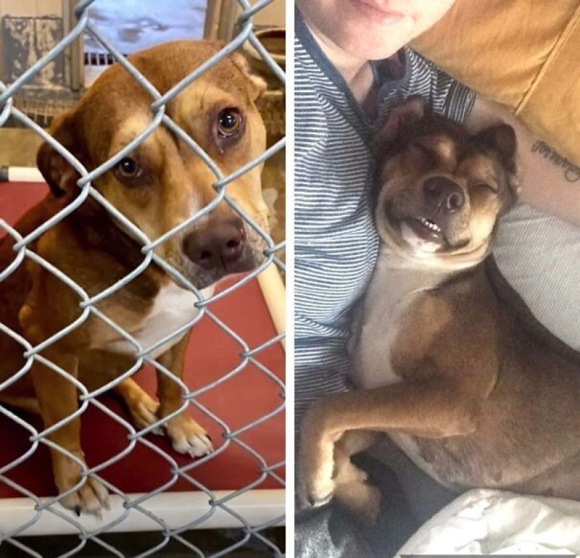 35 animales de refugios que tuvieron mucha suerte de conocer a" su " persona 35 animales de refugios que tuvieron mucha suerte de conocer a" su " persona