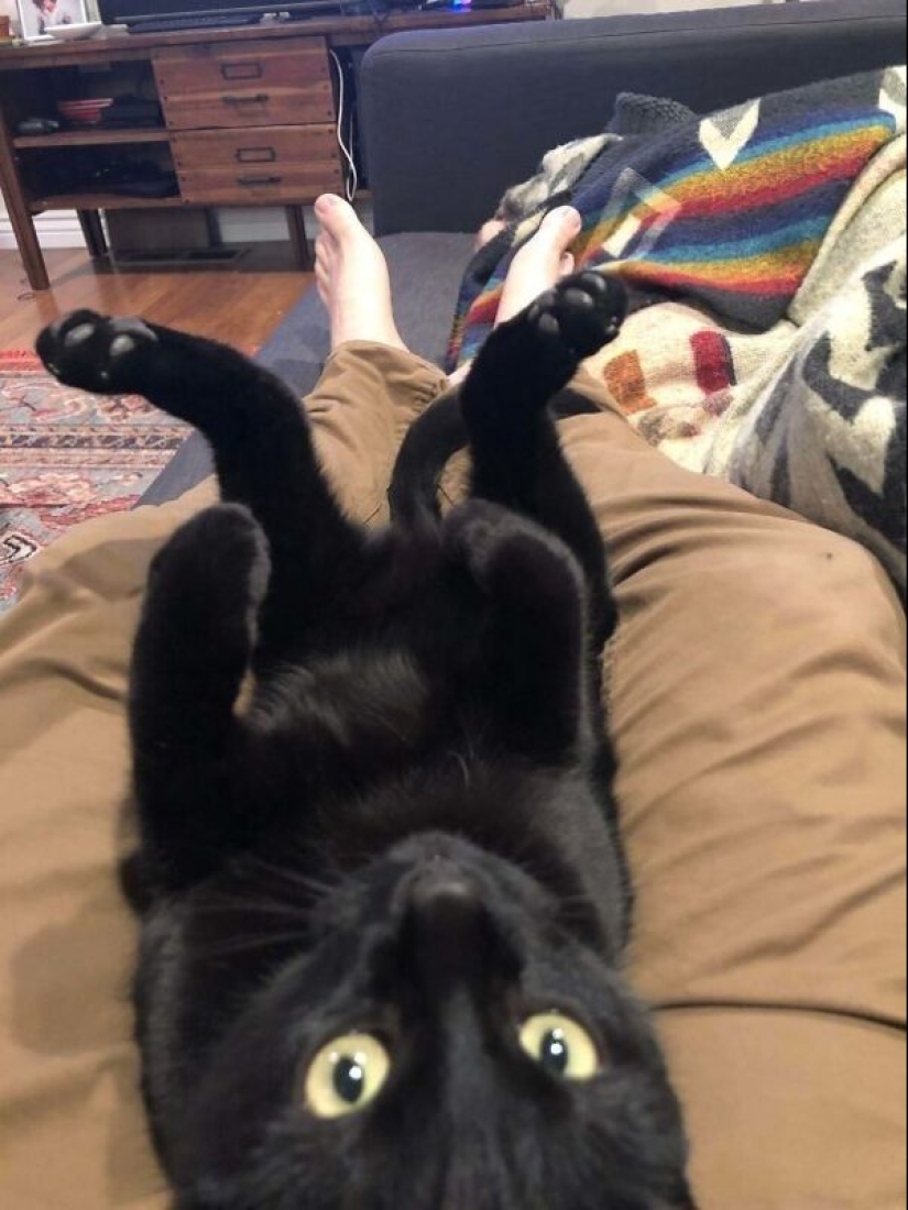 35 animales de refugios que tuvieron mucha suerte de conocer a" su " persona 35 animales de refugios que tuvieron mucha suerte de conocer a" su " persona