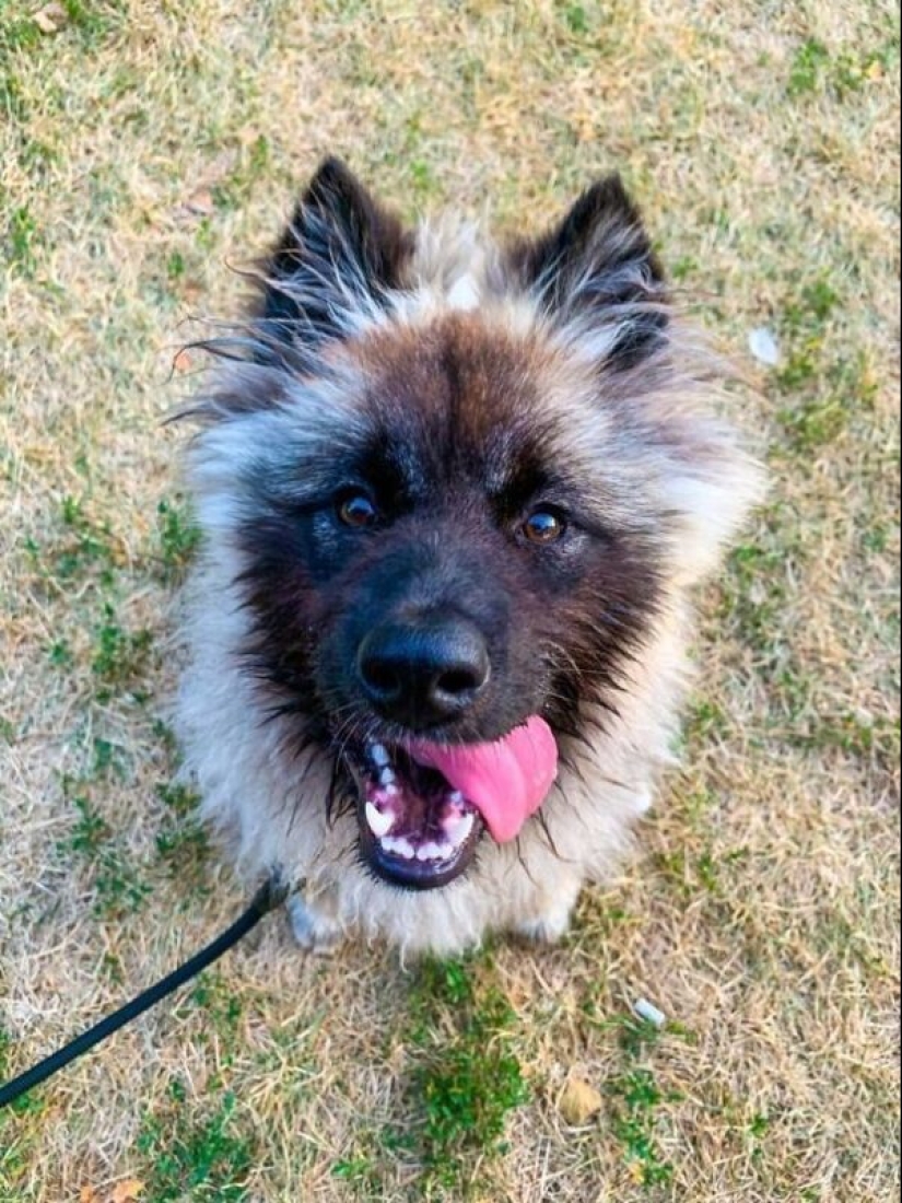 35 animales de refugios que tuvieron mucha suerte de conocer a" su " persona 35 animales de refugios que tuvieron mucha suerte de conocer a" su " persona