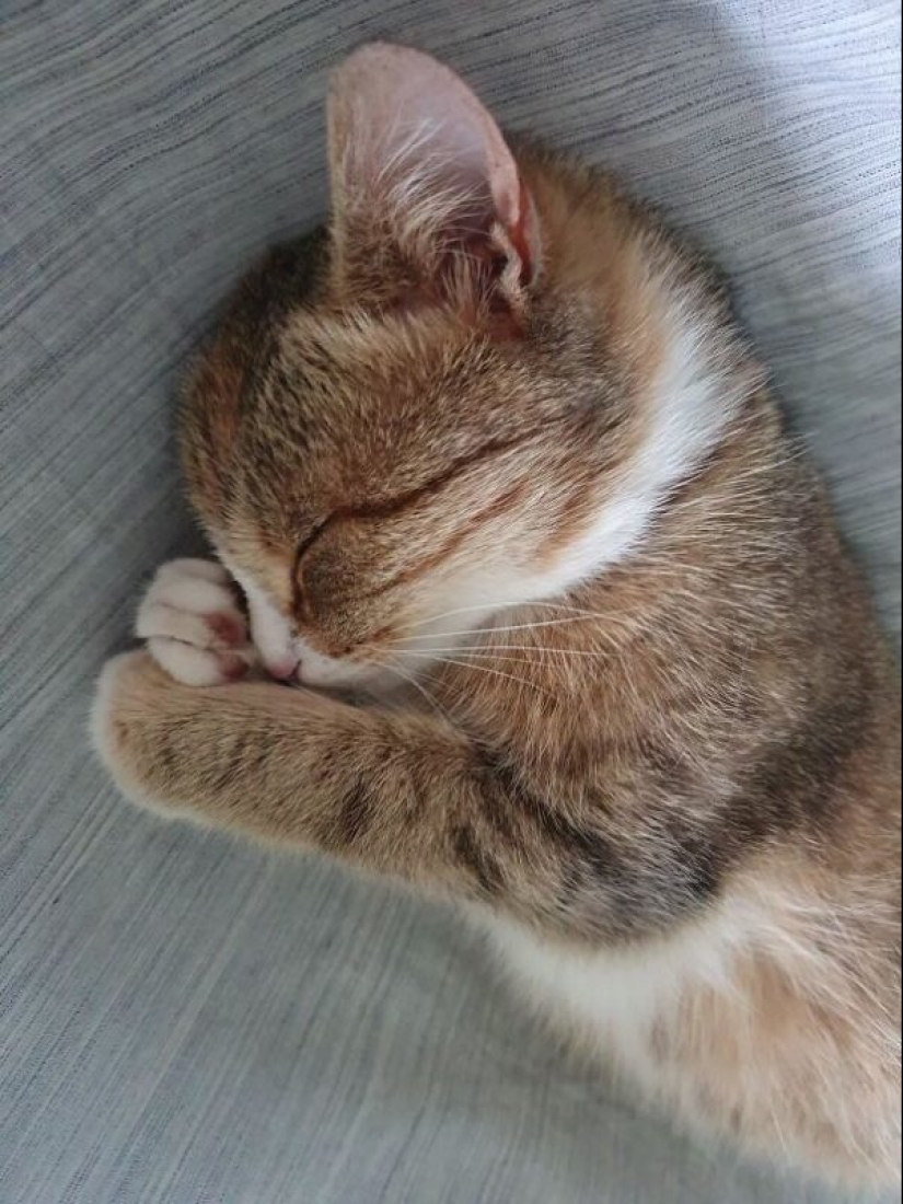 35 animales de refugios que tuvieron mucha suerte de conocer a" su " persona 35 animales de refugios que tuvieron mucha suerte de conocer a" su " persona