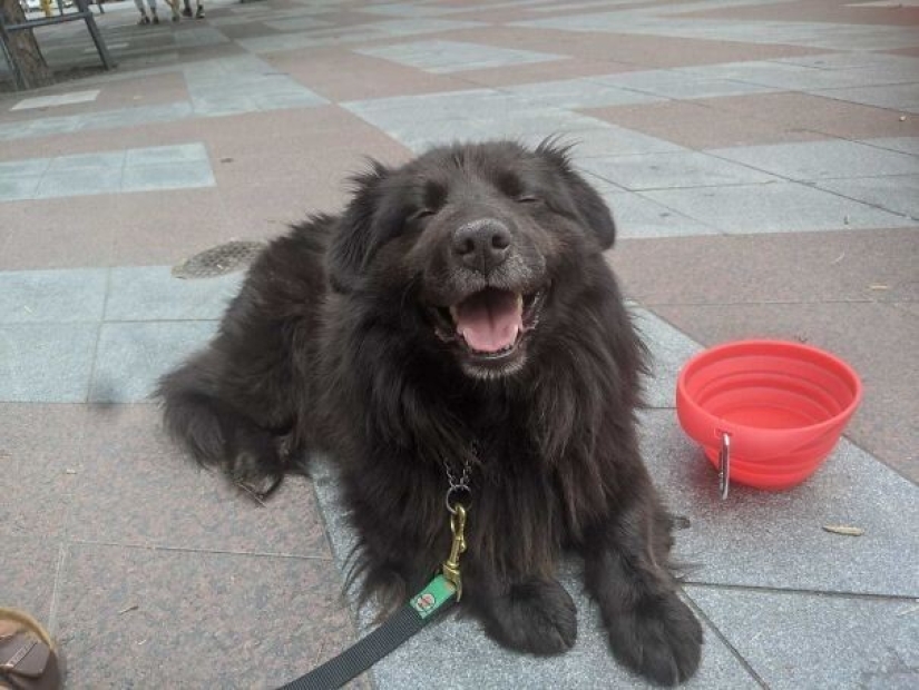 35 animales de refugios que tuvieron mucha suerte de conocer a" su " persona 35 animales de refugios que tuvieron mucha suerte de conocer a" su " persona