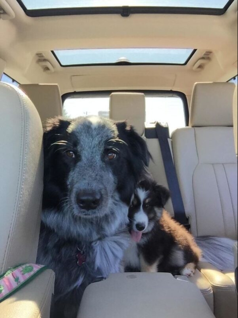 35 animales de refugios que tuvieron mucha suerte de conocer a" su " persona 35 animales de refugios que tuvieron mucha suerte de conocer a" su " persona