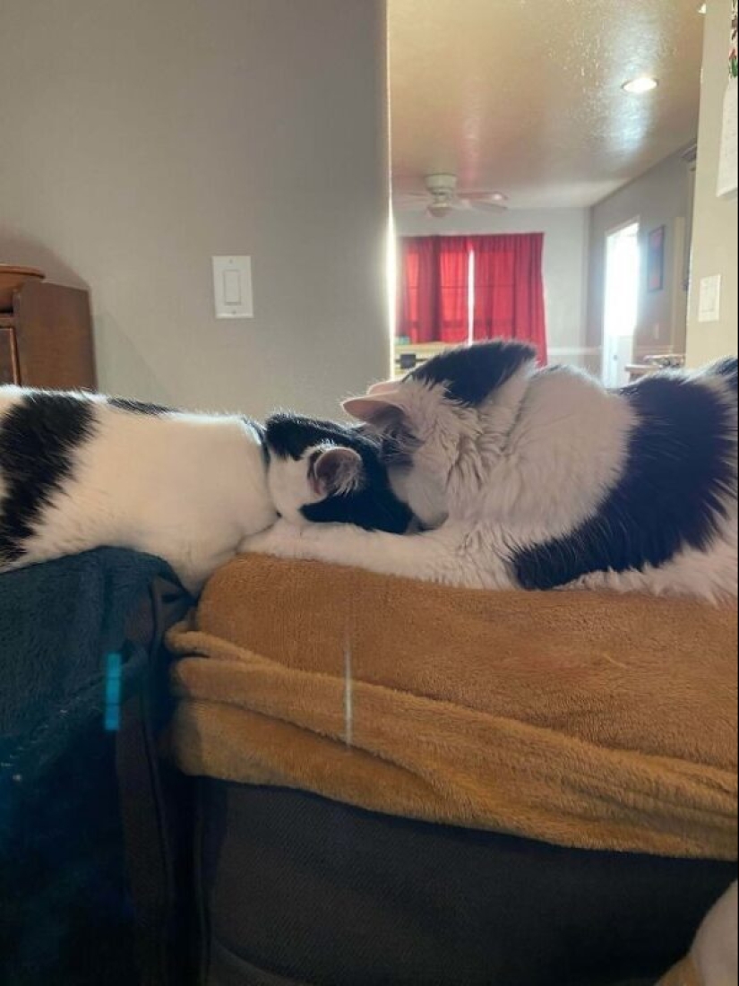 35 animales de refugios que tuvieron mucha suerte de conocer a" su " persona 35 animales de refugios que tuvieron mucha suerte de conocer a" su " persona