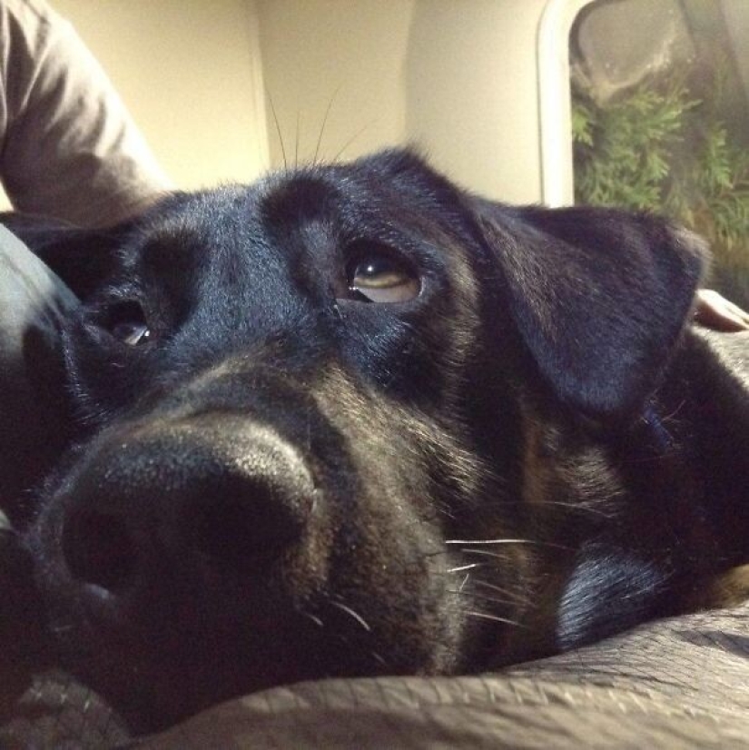 35 animales de refugios que tuvieron mucha suerte de conocer a" su " persona 35 animales de refugios que tuvieron mucha suerte de conocer a" su " persona