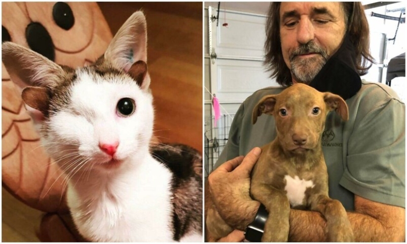 35 fotos conmovedoras de animales a los que se les ha dado una nueva vida