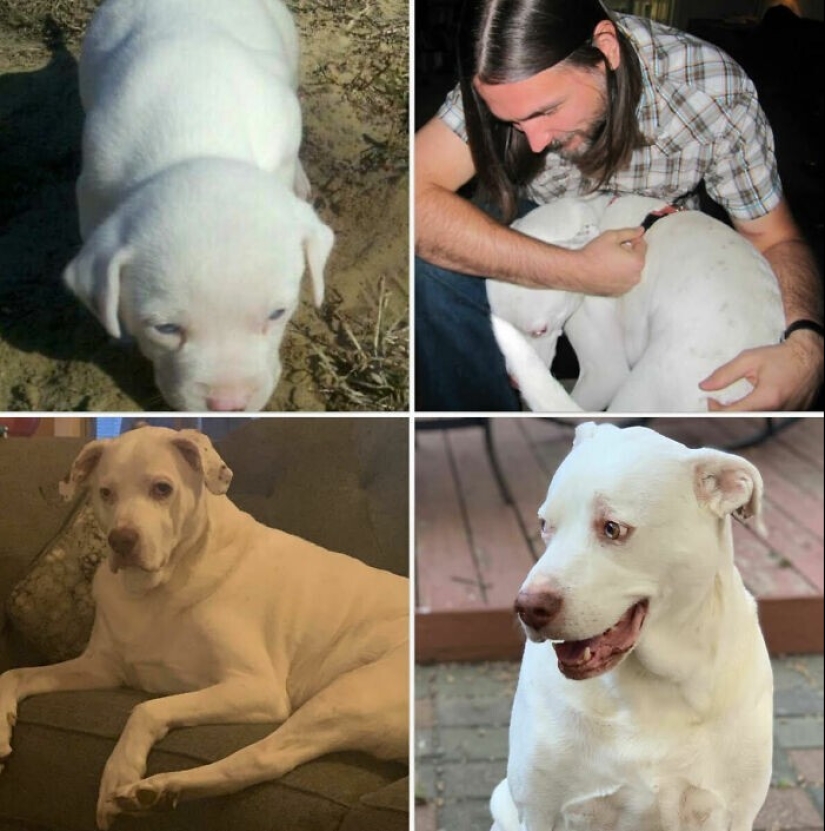 35 fotos conmovedoras de animales a los que se les ha dado una nueva vida
