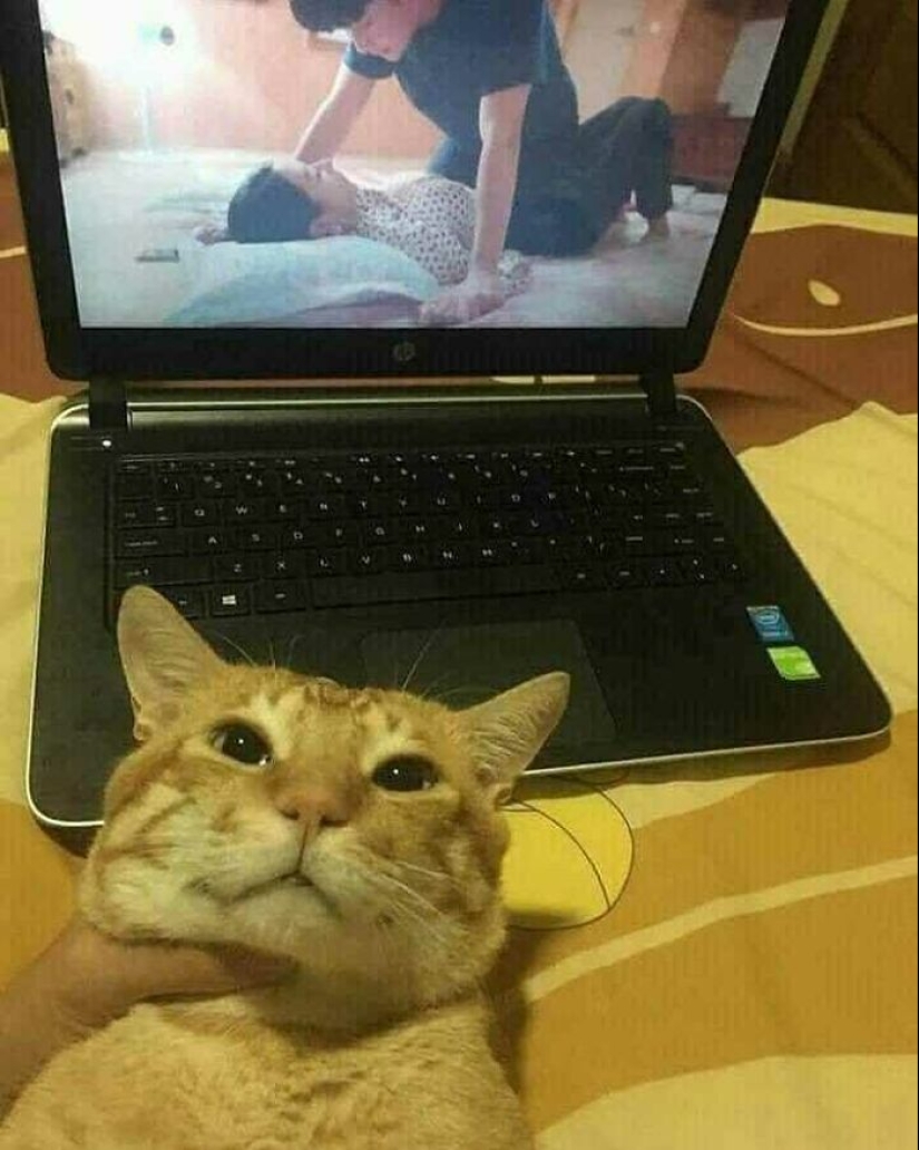 35 fotos divertidas de animales. Para aquellos que necesitan una cura para la negatividad