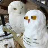 35 fotos divertidas de animales. Para aquellos que necesitan una cura para la negatividad