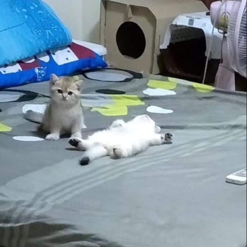 35 fotos divertidas de animales. Para aquellos que necesitan una cura para la negatividad