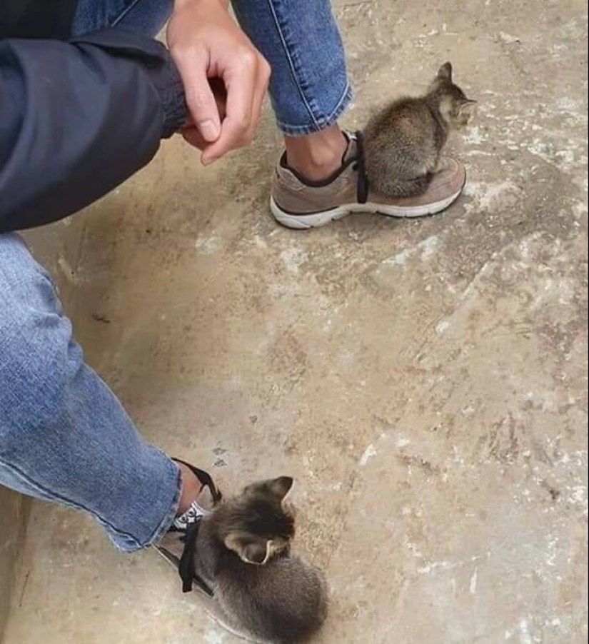 35 fotos divertidas de animales. Para aquellos que necesitan una cura para la negatividad