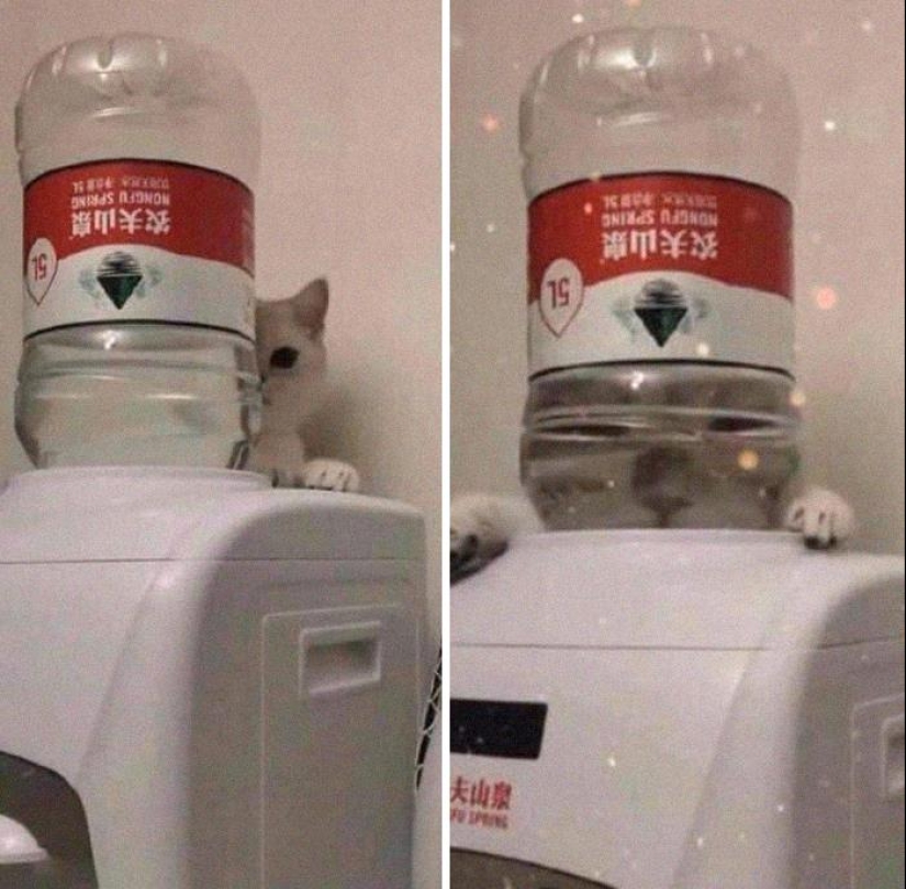 35 fotos divertidas de animales. Para aquellos que necesitan una cura para la negatividad