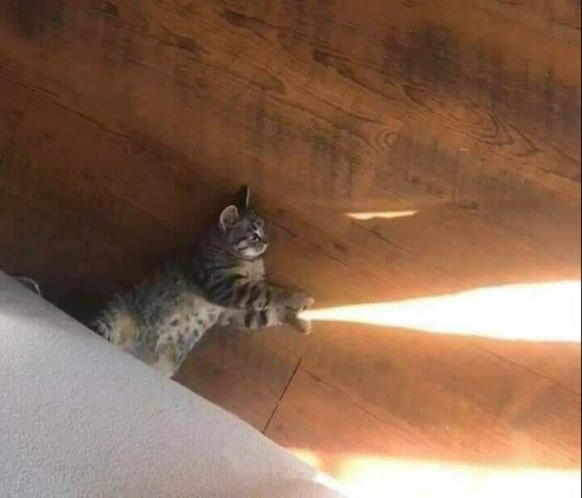 35 fotos divertidas de animales. Para aquellos que necesitan una cura para la negatividad