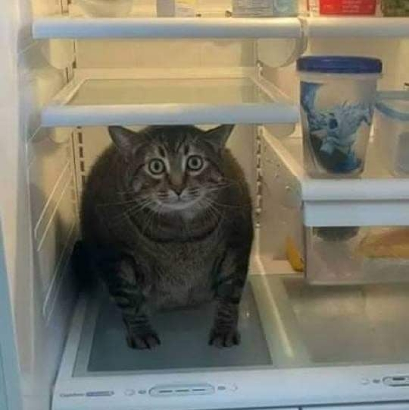 35 fotos divertidas de animales. Para aquellos que necesitan una cura para la negatividad