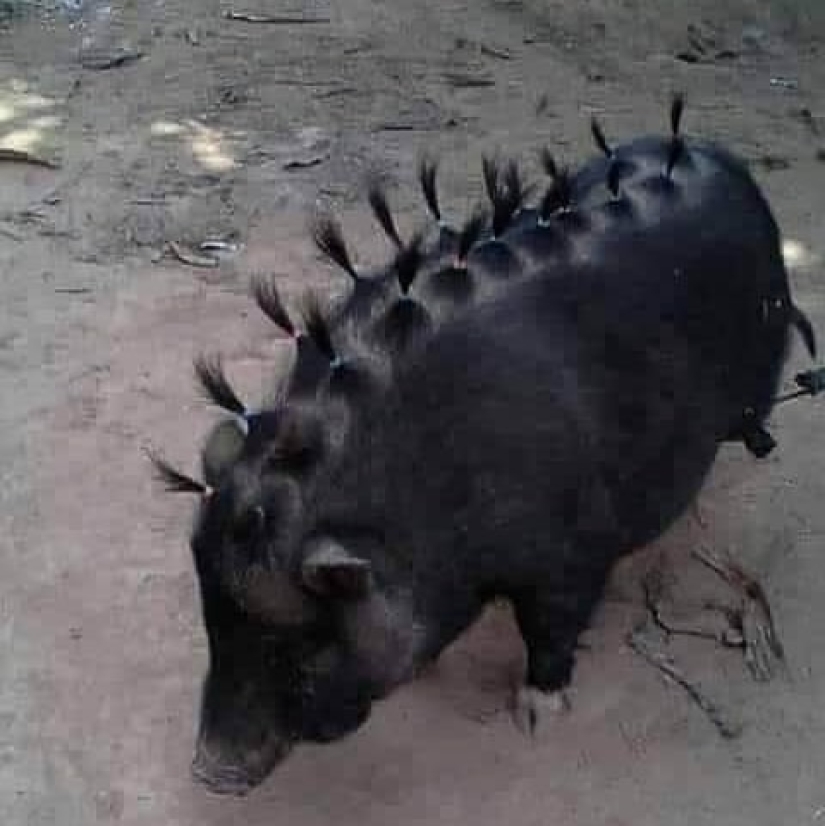 35 fotos divertidas de animales. Para aquellos que necesitan una cura para la negatividad