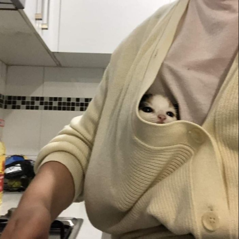 35 fotos divertidas de animales. Para aquellos que necesitan una cura para la negatividad