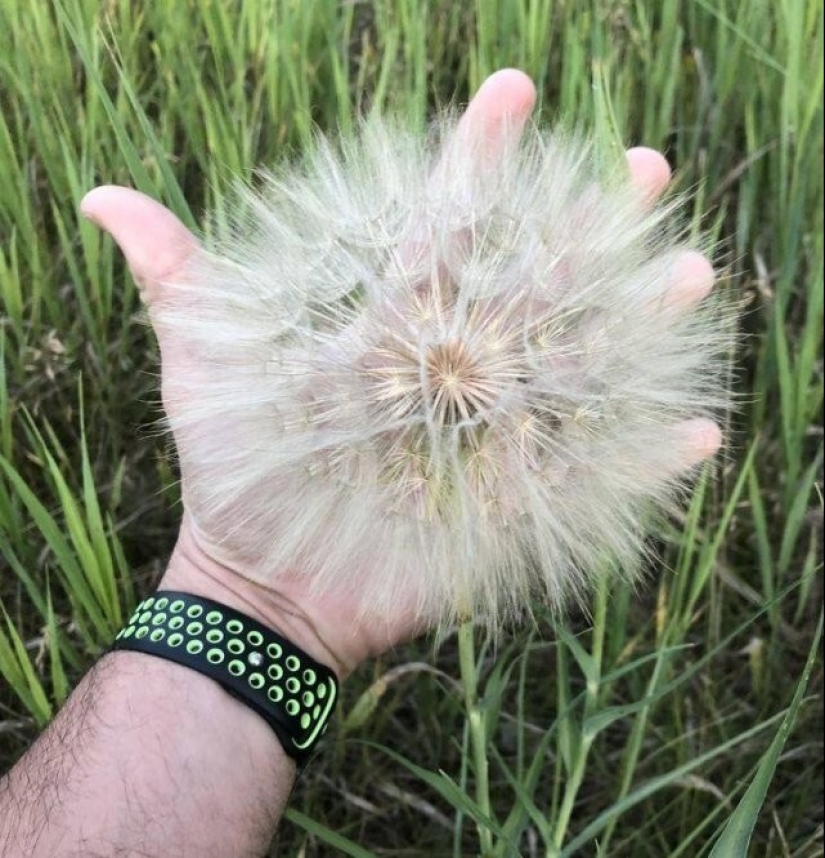 35 fotos inusuales y geniales que te entretendrán y complacerán