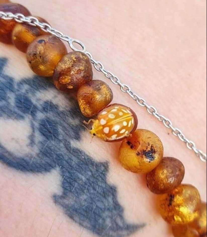 35 fotos inusuales y geniales que te entretendrán y complacerán