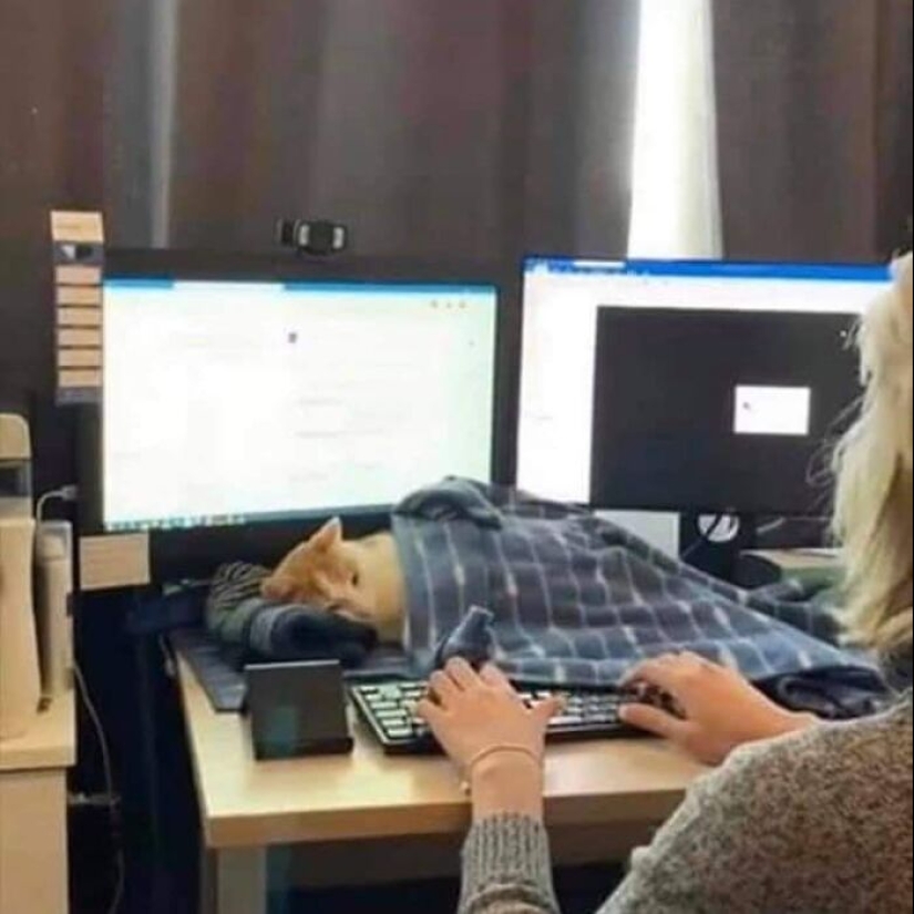 35 funny animal photos. For those who need a cure for negativity