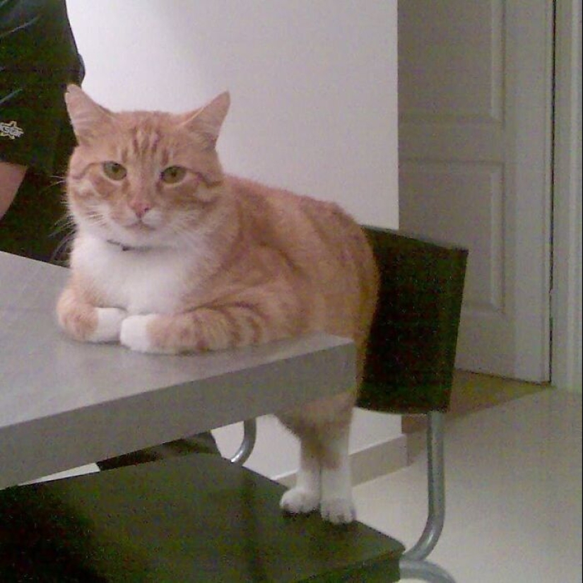 35 funny animal photos. For those who need a cure for negativity